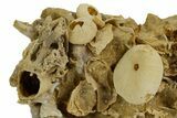 Miniature Fossil Cluster (Bivalves, Brachiopods, Urchins) - France #349316-2